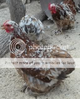 EasterBDChicks114.jpg