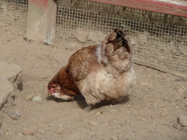 P1020649.jpg