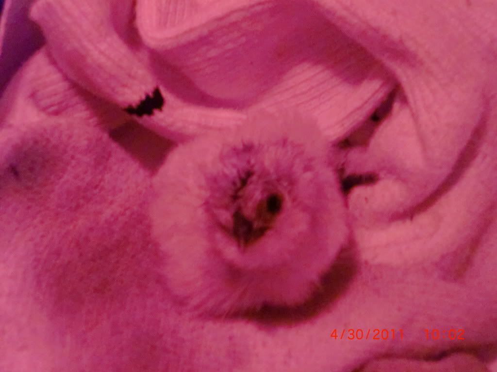 babysilkkie008.jpg