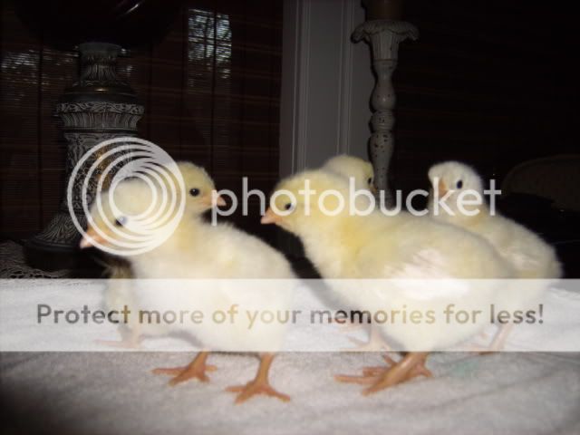 Chicks023.jpg