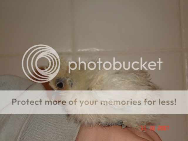 chickens033.jpg