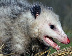chicken-predators-opossum.jpg