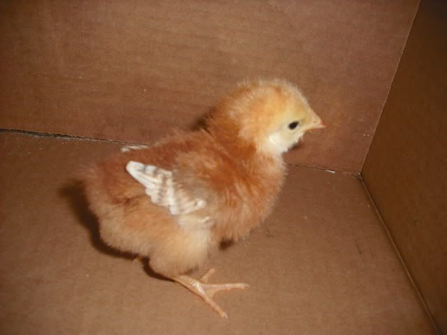 ChicksMay09013.jpg