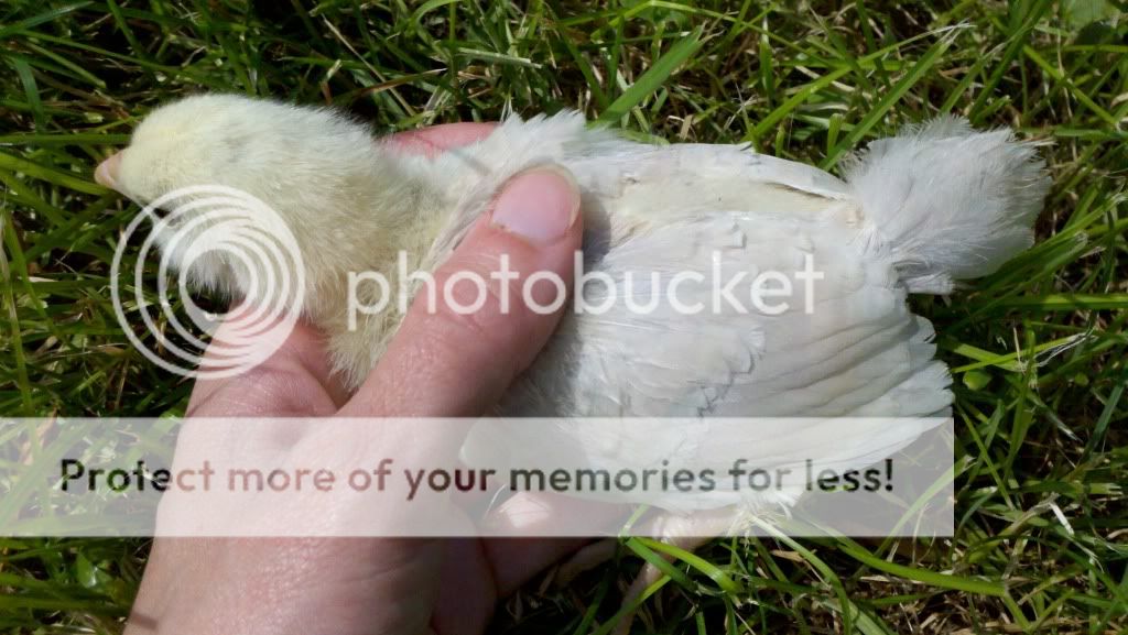 2011-05-30_15-05-26_611.jpg