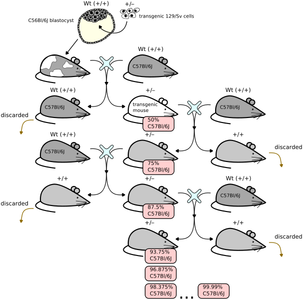 607px-Backcrossing_mice_from_chimer.png