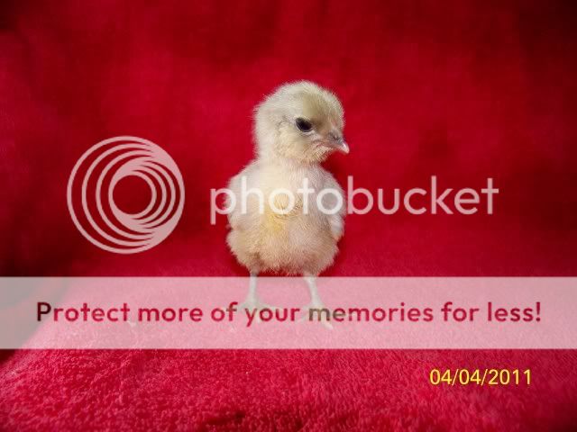 chicks003.jpg
