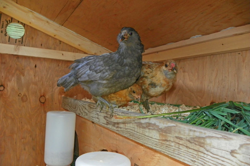 bantys-on-deck.jpg