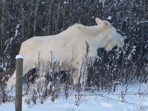 moose4.jpg