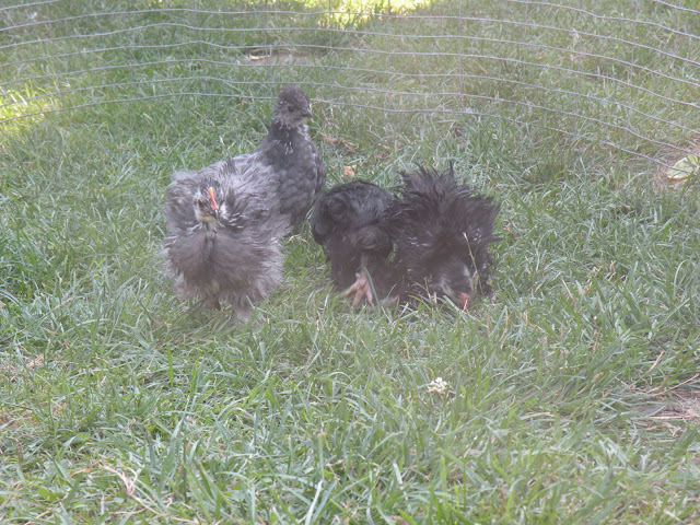DSCN4308.JPG