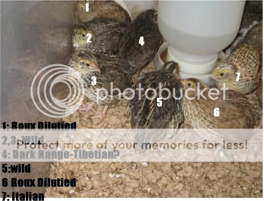 yourbirds.jpg