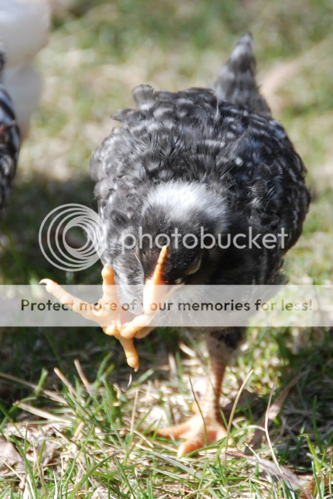 chicken2.jpg