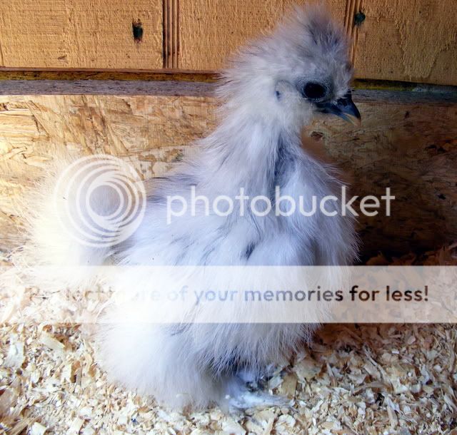chicks011-3.jpg
