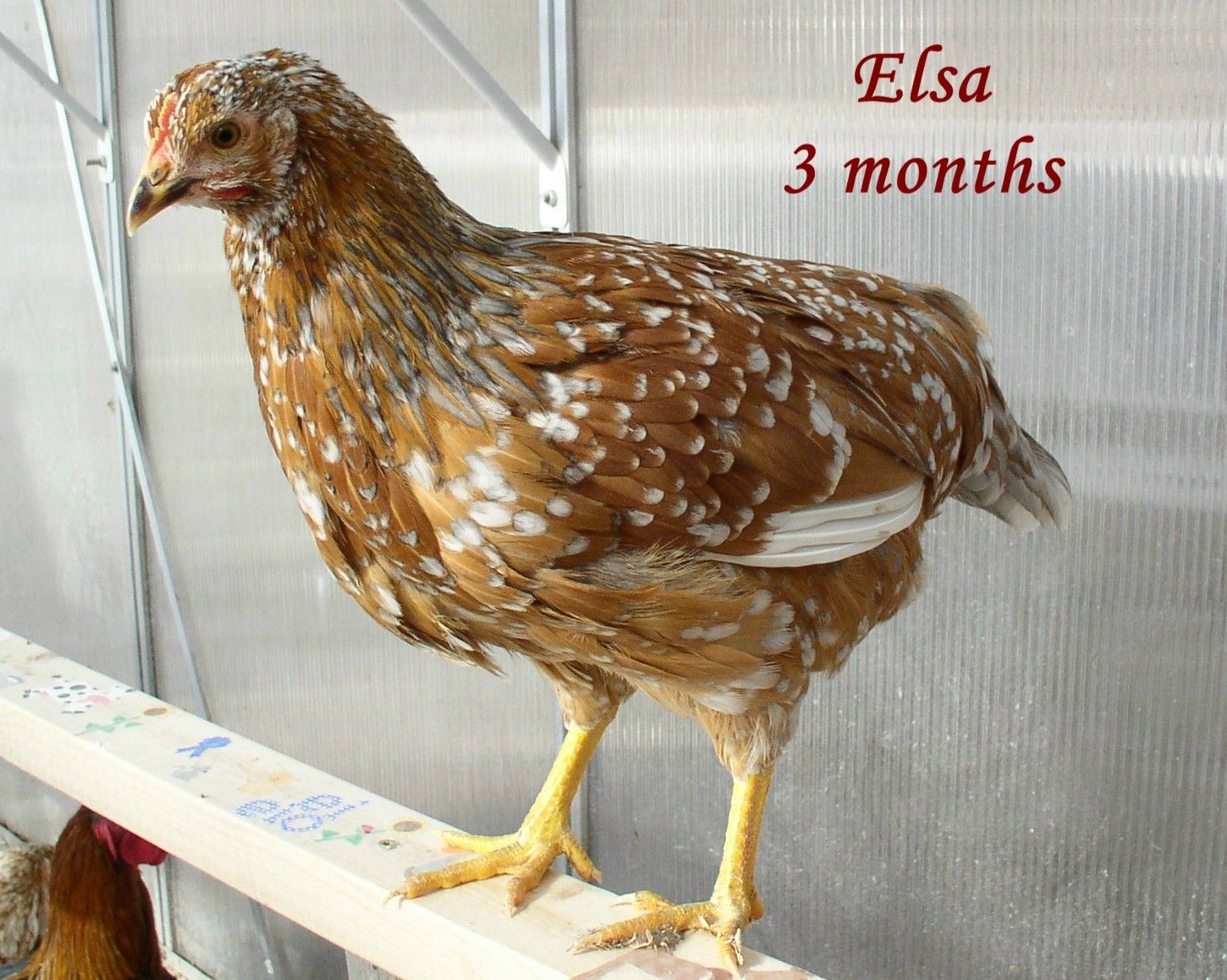 900x900px-LL-710cc3c8_Elsa021212t.jpeg