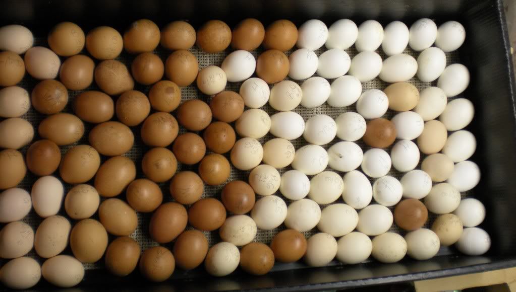 eggs003.jpg