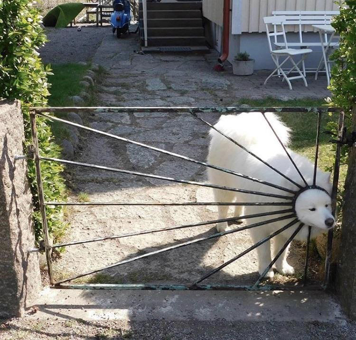 funny dog head inside gate hole