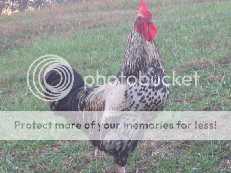 Chicks081.jpg
