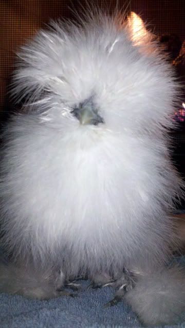 2010-12-12_14-23-16_675.jpg