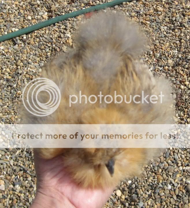 silkies4.jpg