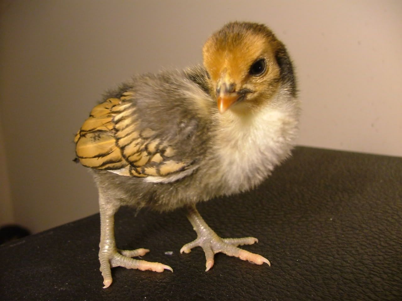DSCF4500.jpg