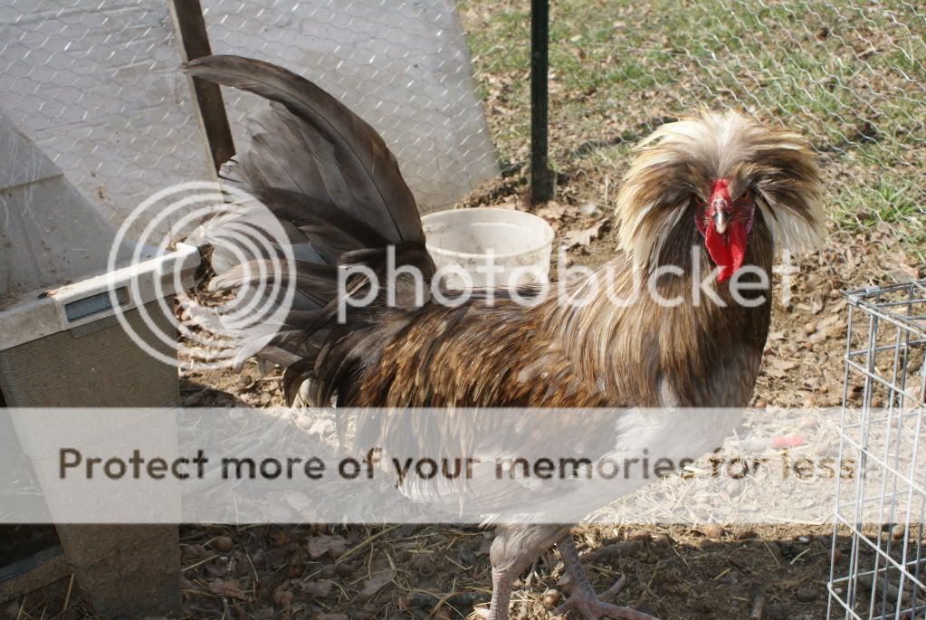 chickens083.jpg