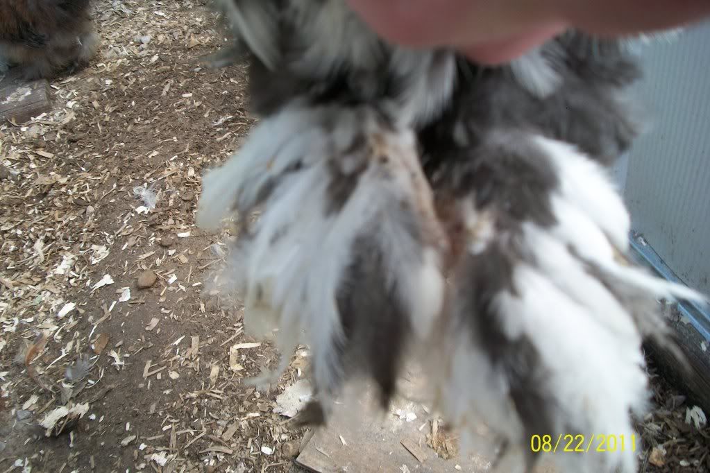 newchickensatmoms237.jpg