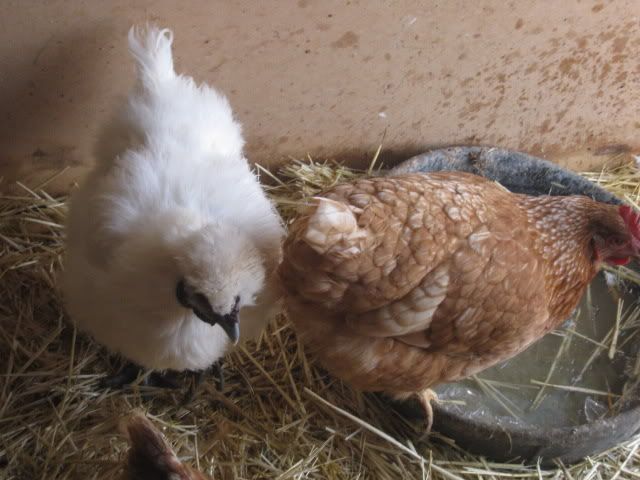 chickens002.jpg