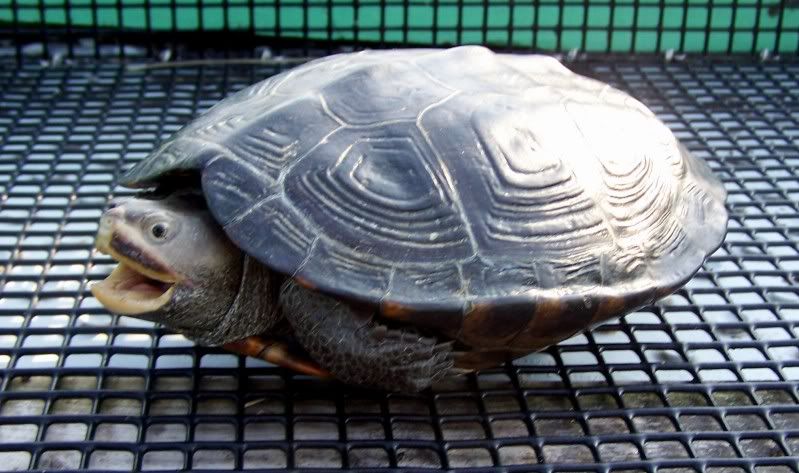 turtle15.jpg