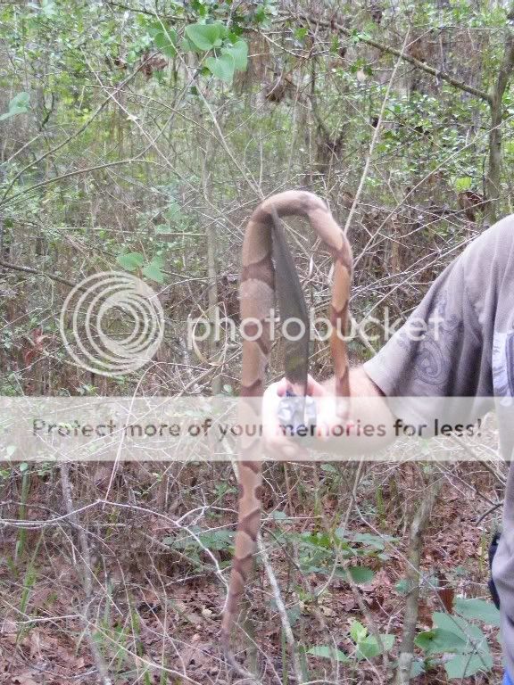 Copperhead1.jpg