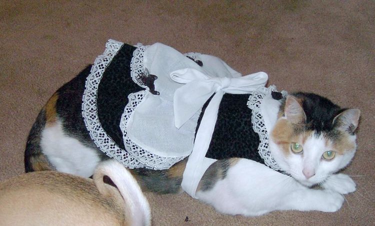 CSquirtinMaidoutfit.jpg