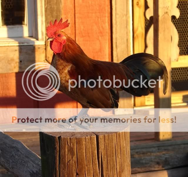 Chickensnov08073-1.jpg