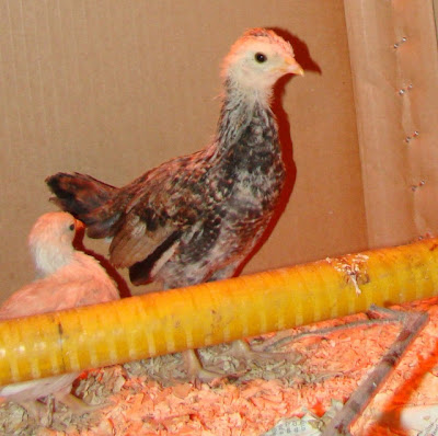 Pepper2.JPG