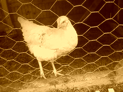 3810890833_6915d099b7_m.jpg