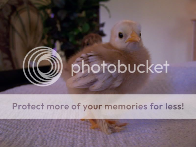 2010bootedbantamchicks006.jpg