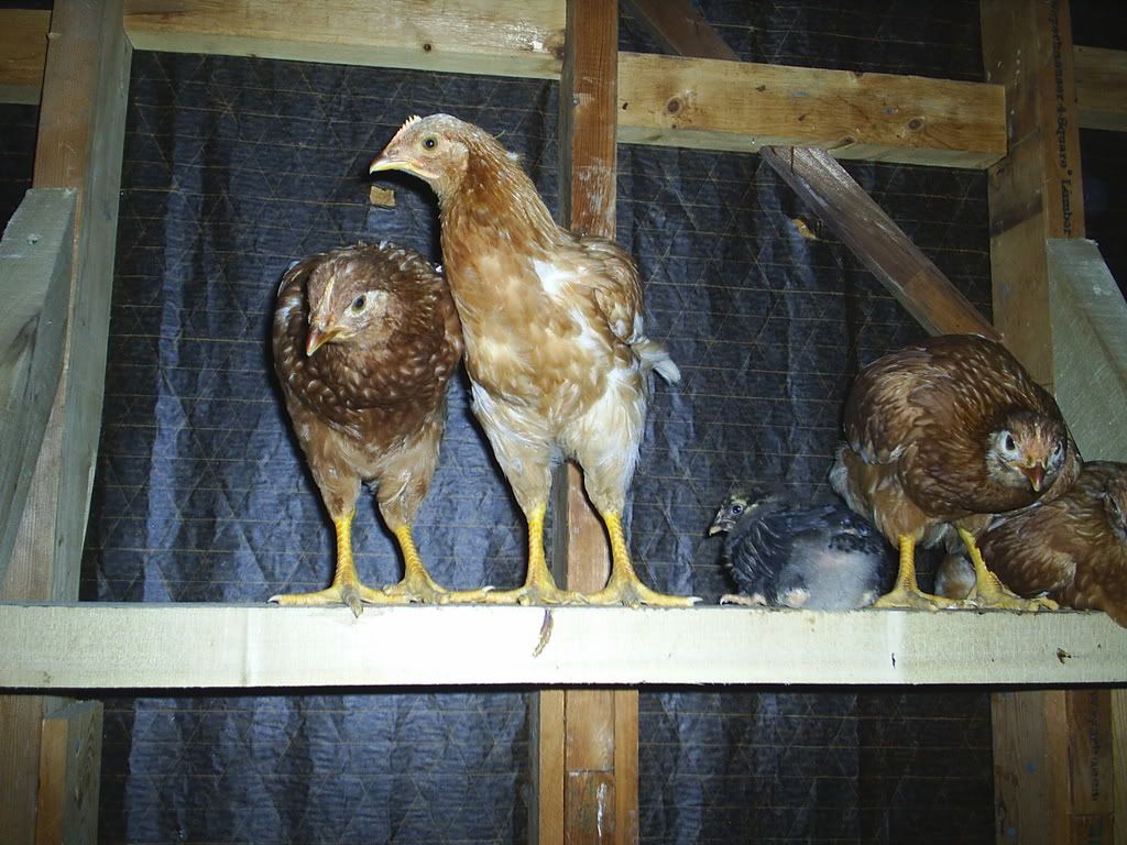 chicks006.jpg