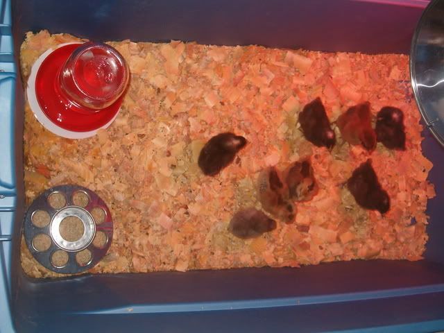 chickiesday5007.jpg