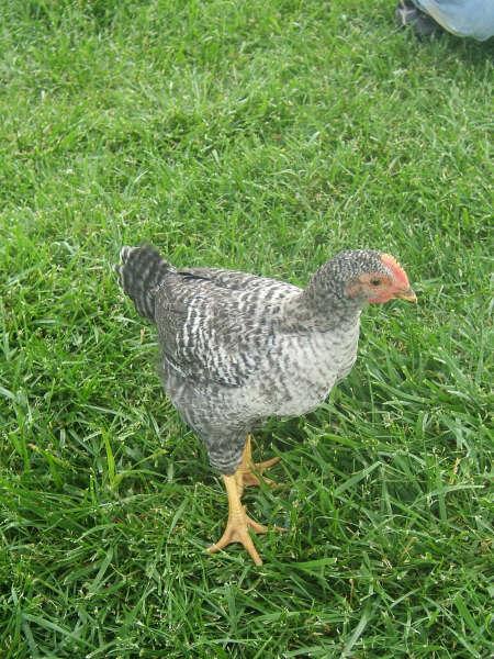 a19fd48c_28602_roo.jpeg