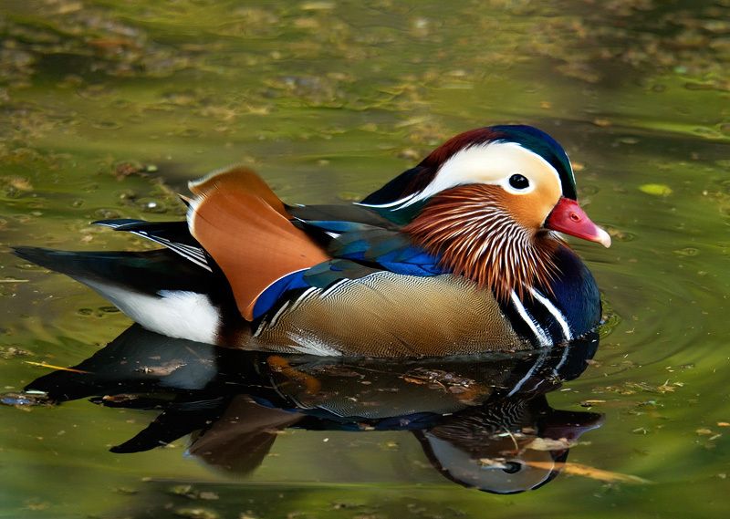 900x900px-LL-fc1cd5b5_mandarin-duck-male.jpeg