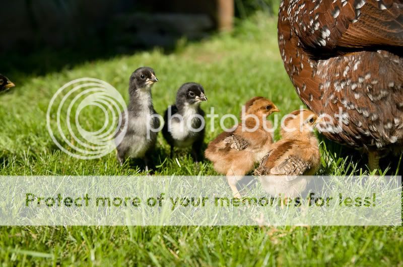 0806babychicks002-1.jpg