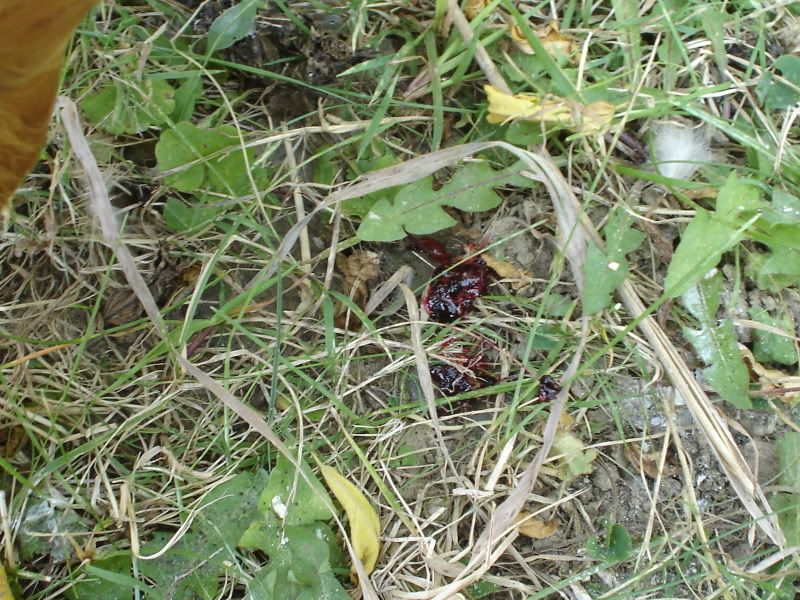 DSC00170.jpg