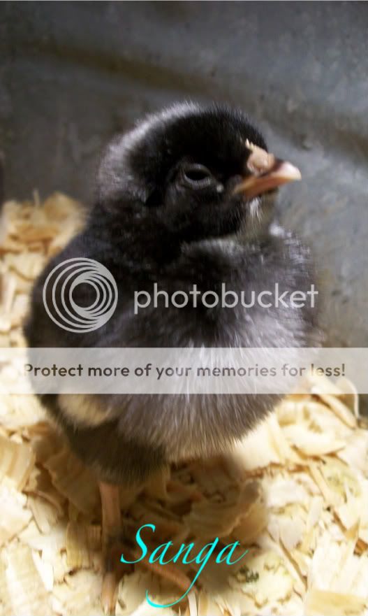 chicks2082-1.jpg