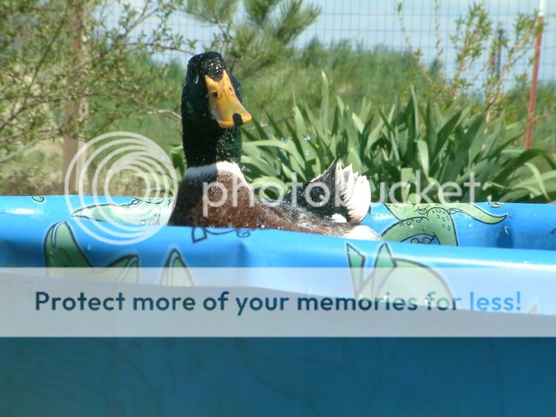 springtime194.jpg