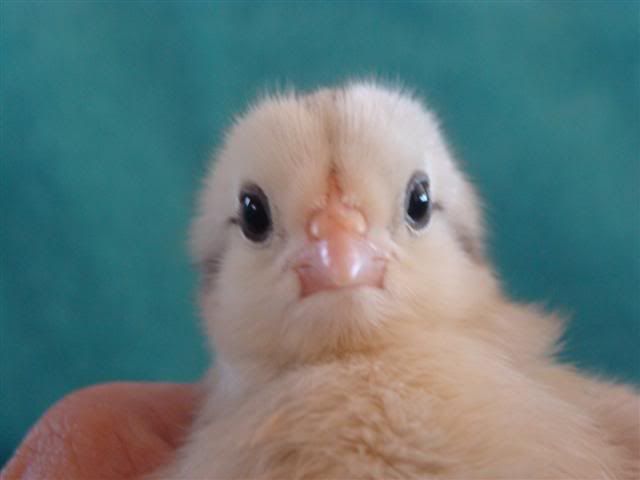 babies3-2-2011001Small.jpg