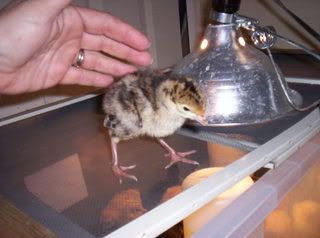 Chicks018.jpg