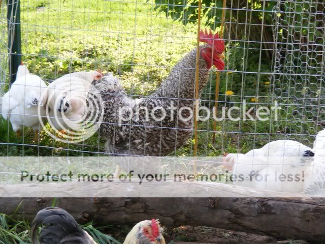 Coop-fence015.jpg