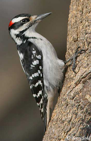 hairy_woodpecker_1.jpg