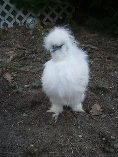 silkies018.jpg