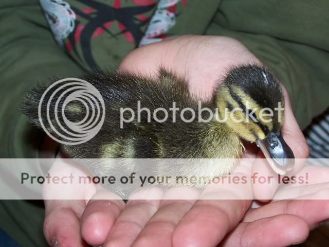 unknown1.jpg