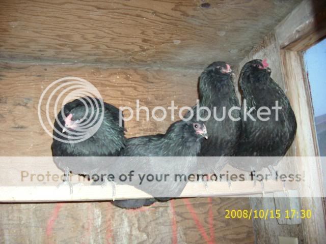 Sept08mybirds043.jpg
