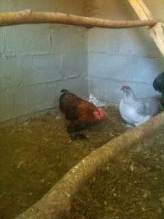 chicken4.jpg