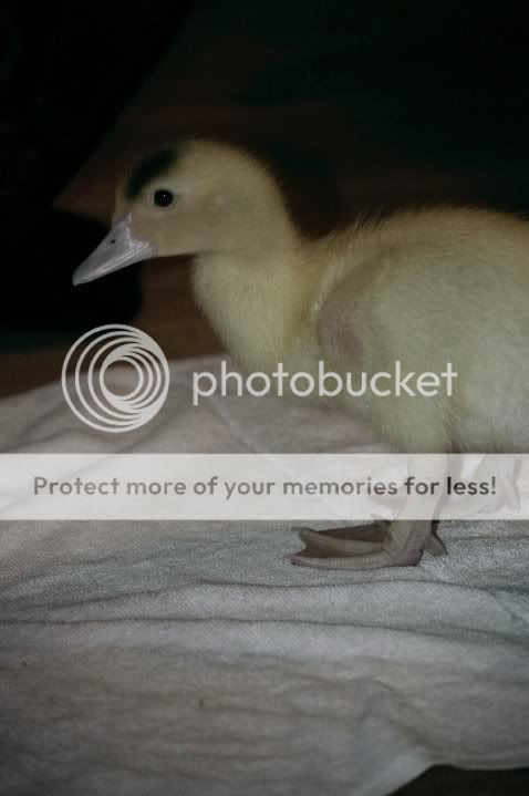 duckie2.jpg